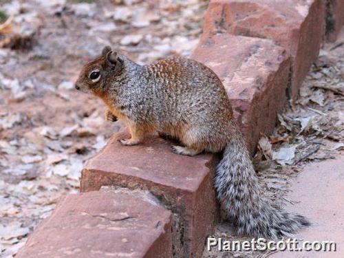 Rock Squirrel