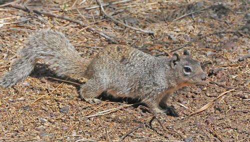 Rock Squirrel