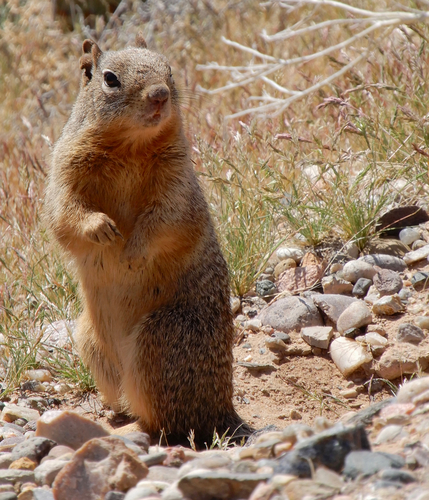Rock Squirrel