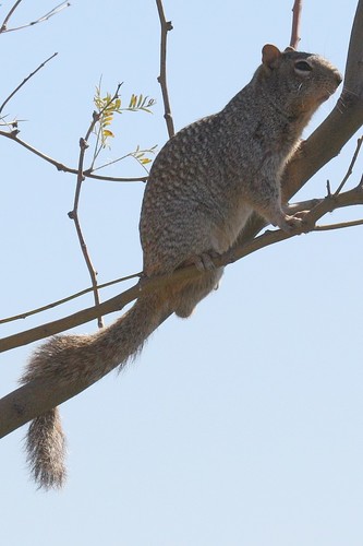 Rock Squirrel