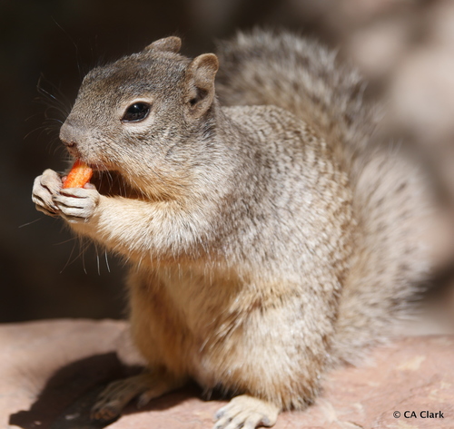Rock Squirrel