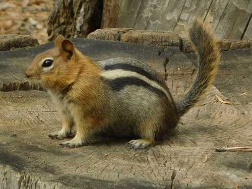 Common Golden-mantled Ground Squirrel