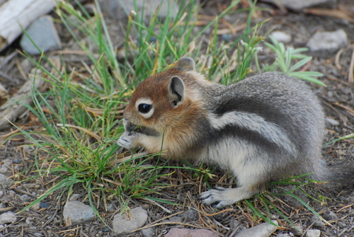 Common Golden-mantled Ground Squirrel