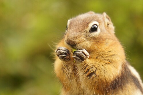 Common Golden-mantled Ground Squirrel