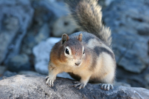 Common Golden-mantled Ground Squirrel