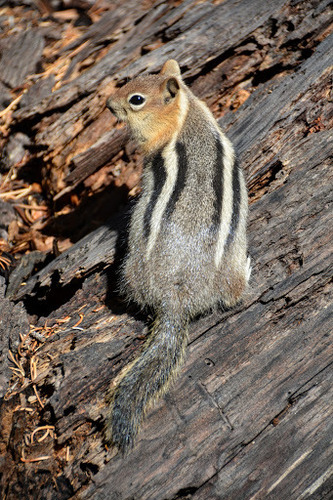 Common Golden-mantled Ground Squirrel