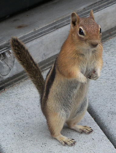 Common Golden-mantled Ground Squirrel
