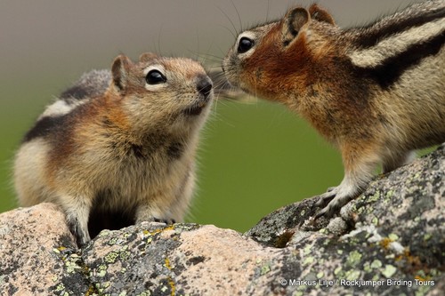 Common Golden-mantled Ground Squirrel