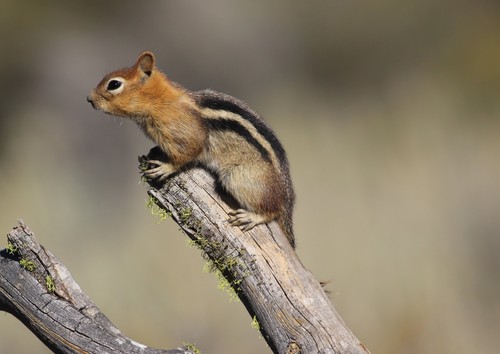 Common Golden-mantled Ground Squirrel