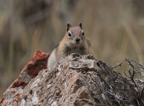 Common Golden-mantled Ground Squirrel