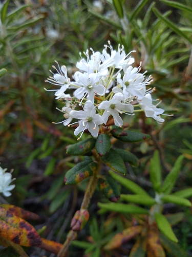 Bog Labrador Tea