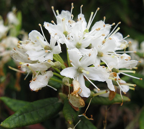 Bog Labrador Tea