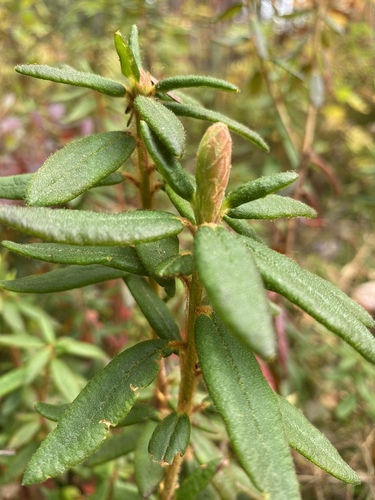 Bog Labrador Tea