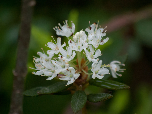 Bog Labrador Tea