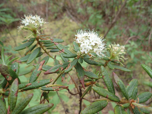 Bog Labrador Tea
