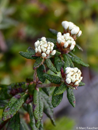 Bog Labrador Tea