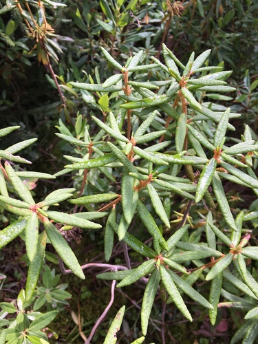 Bog Labrador Tea