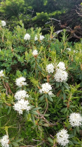 Bog Labrador Tea