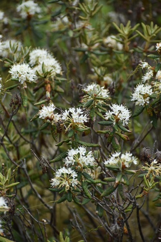 Bog Labrador Tea