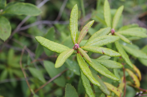 Bog Labrador Tea