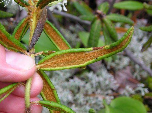 Bog Labrador Tea