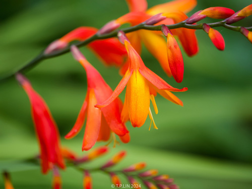 Garden Montbretia