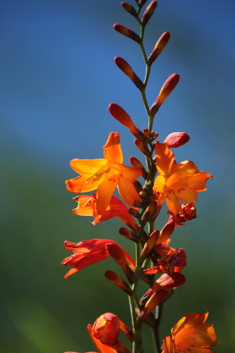 Garden Montbretia