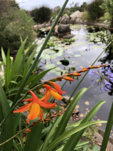 Garden Montbretia