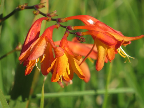 Garden Montbretia