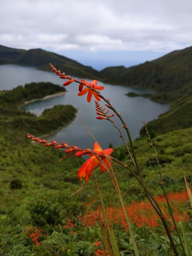 Garden Montbretia