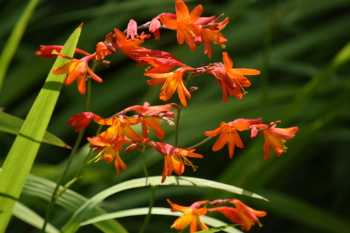 Garden Montbretia