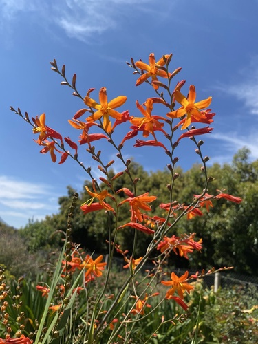 Garden Montbretia