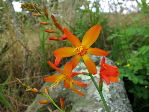 Garden Montbretia