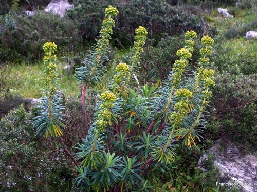 Mediterranean spurge