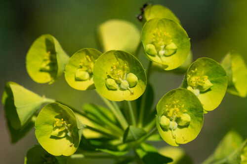 Mediterranean spurge