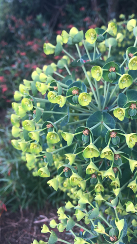Mediterranean spurge