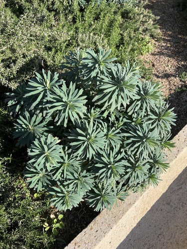 Mediterranean spurge