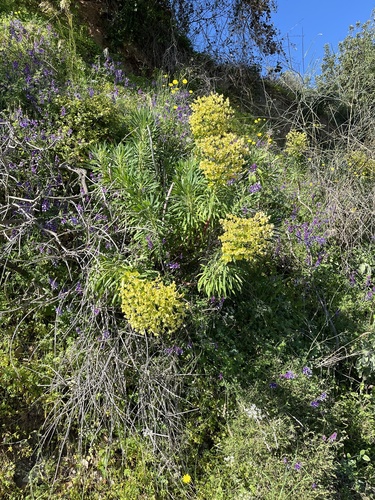 Mediterranean spurge