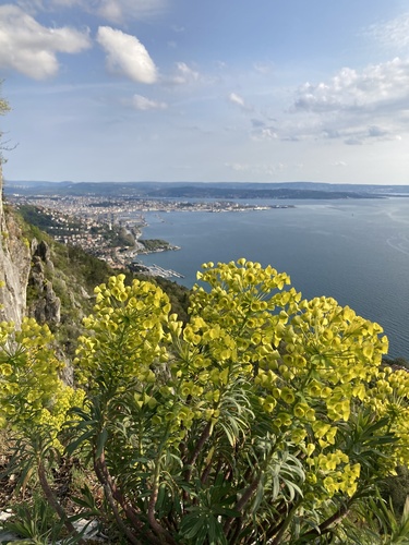 Mediterranean spurge