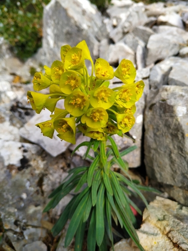 Mediterranean spurge