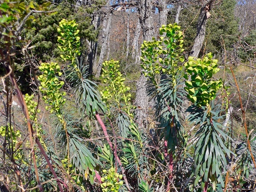 Mediterranean spurge