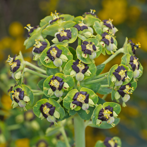 Mediterranean spurge