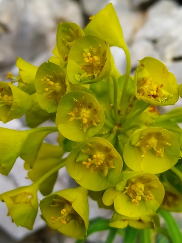 Mediterranean spurge