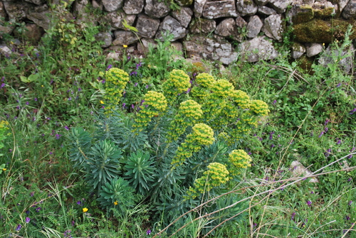 Mediterranean spurge