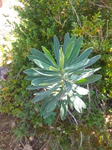 Mediterranean spurge