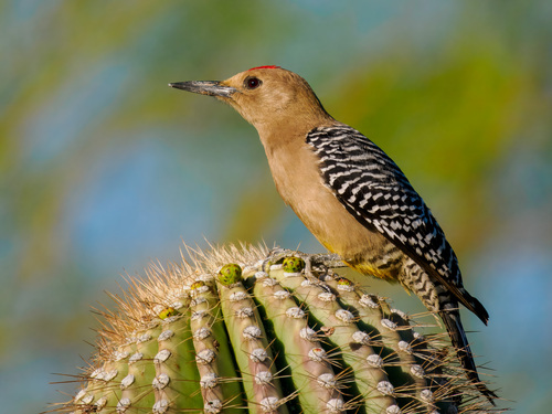 Gila Woodpecker