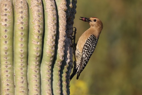 Gila Woodpecker