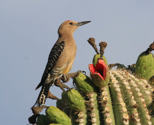 Gila Woodpecker