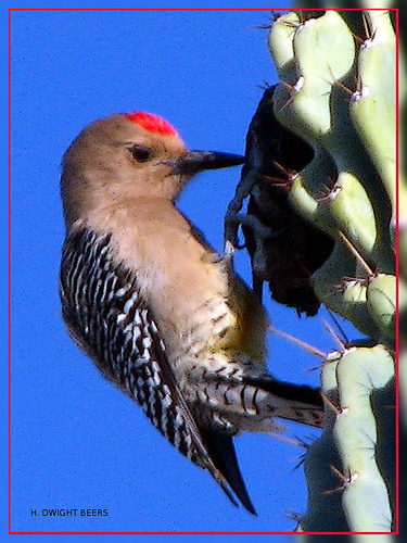 Gila Woodpecker