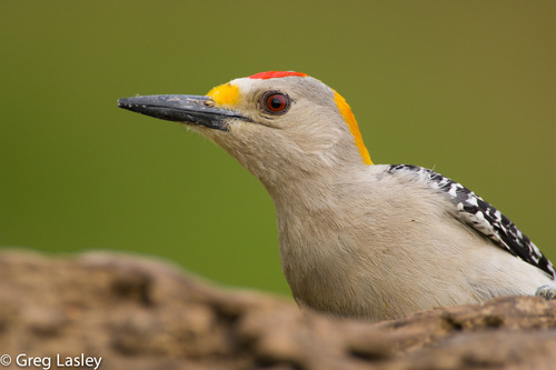 Golden-fronted Woodpecker